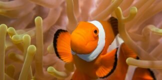 Anêmona e o Peixe-Palhaço