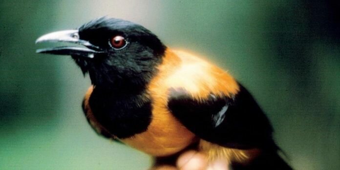 pássaros venenosos da Papua Nova Guiné